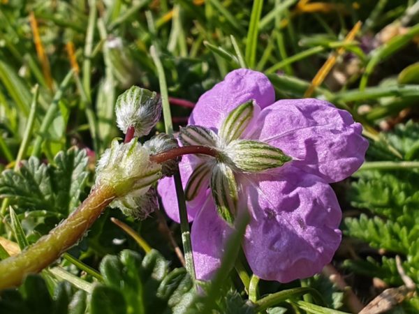 Erodium acaule