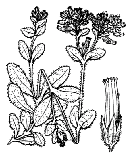 Céraiste aggloméré