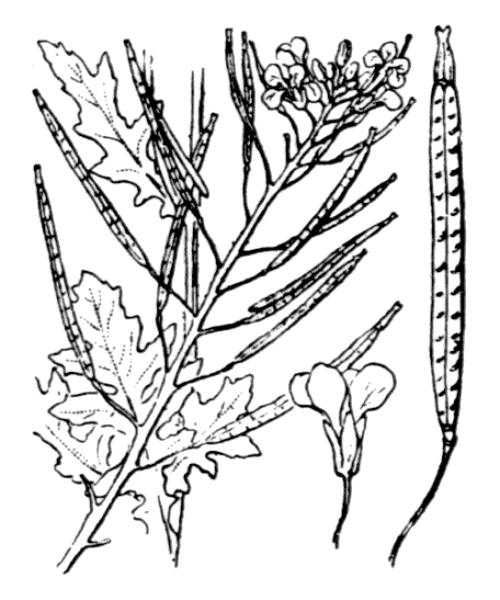 Roquette blanche
