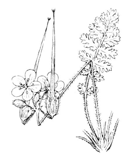 Erodium acaule