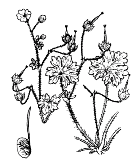 Géranium mou