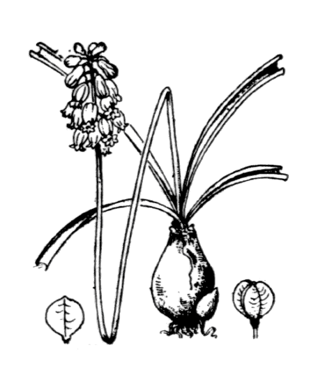 Muscari négligé