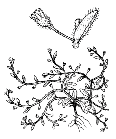 Myosotis hérissé