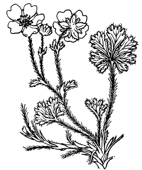 Potentille printanière
