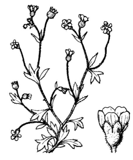 Saxifrage à trois doigts