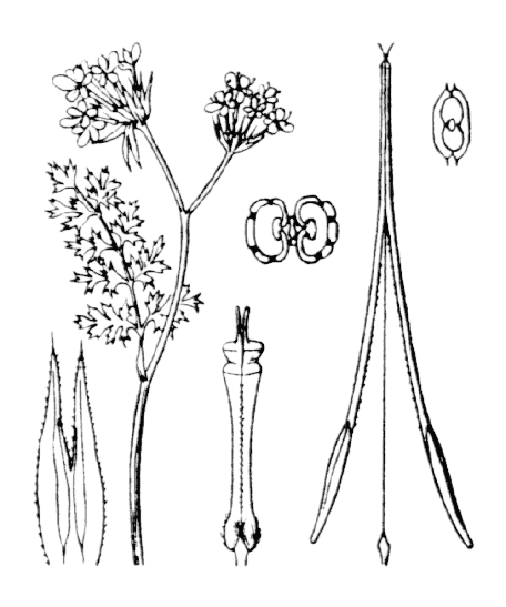 Peigne de Vénus