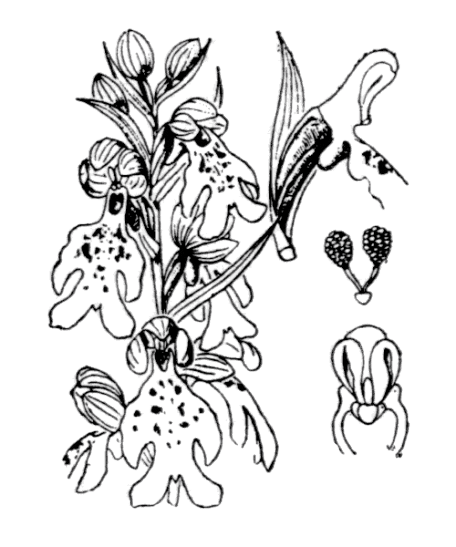 Orchis géant