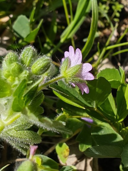 Géranium mou