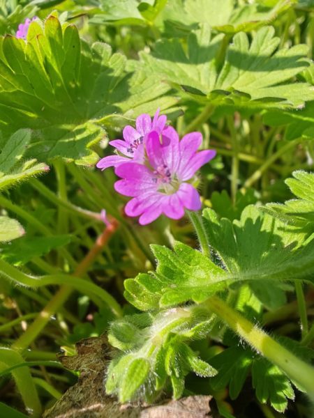 Géranium mou