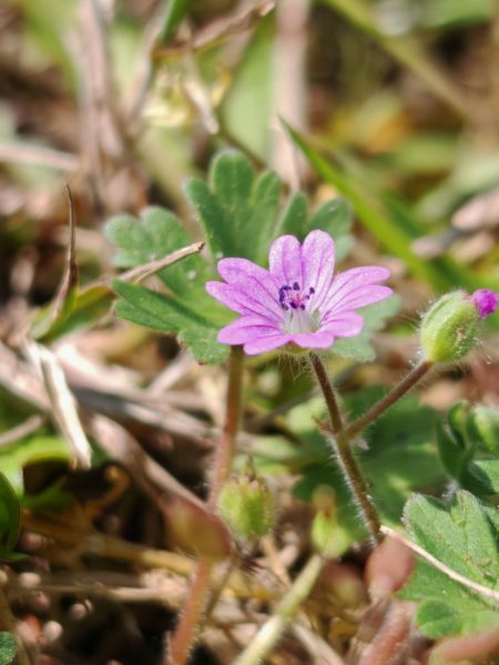 Géranium mou