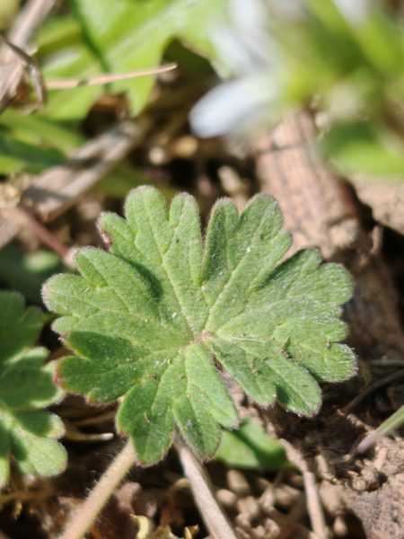 Géranium mou