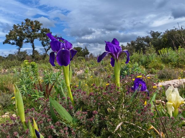 Iris des garrigues