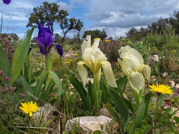Iris des garrigues