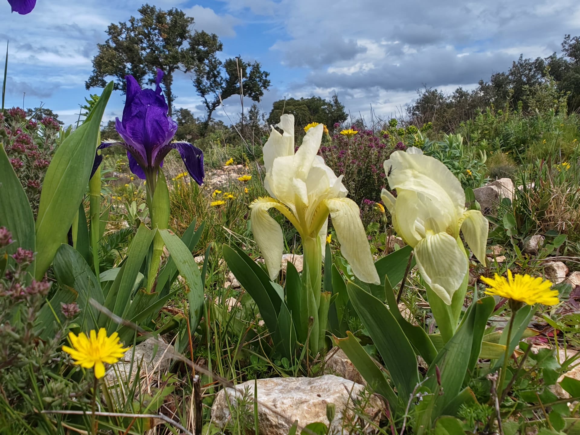 Iris des garrigues