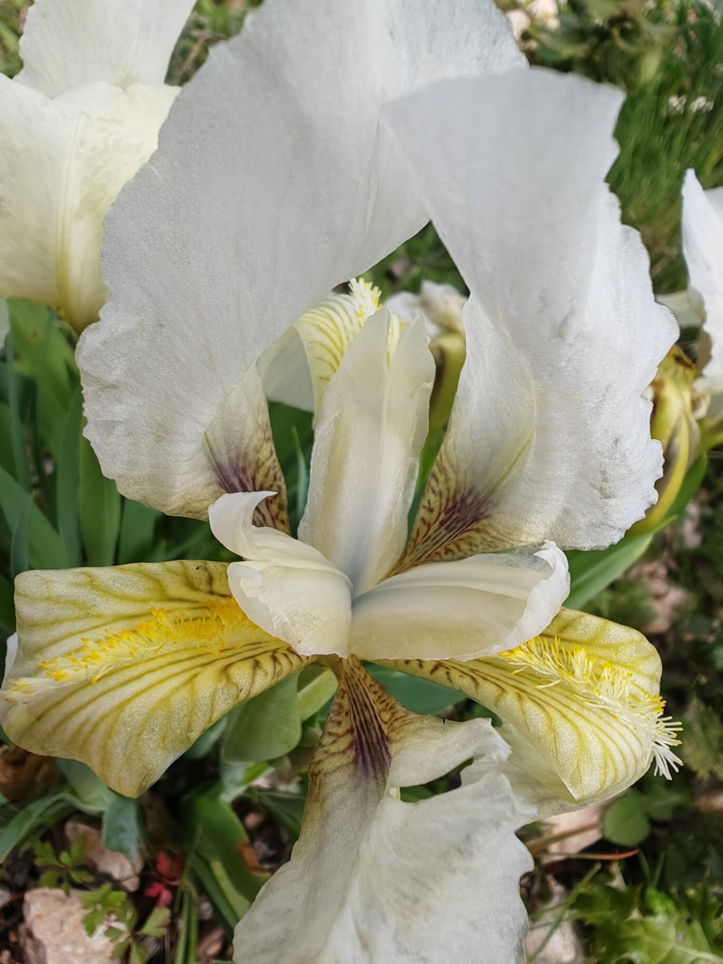 Iris des garrigues
