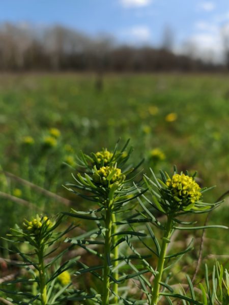 Euphorbe petit-cyprès