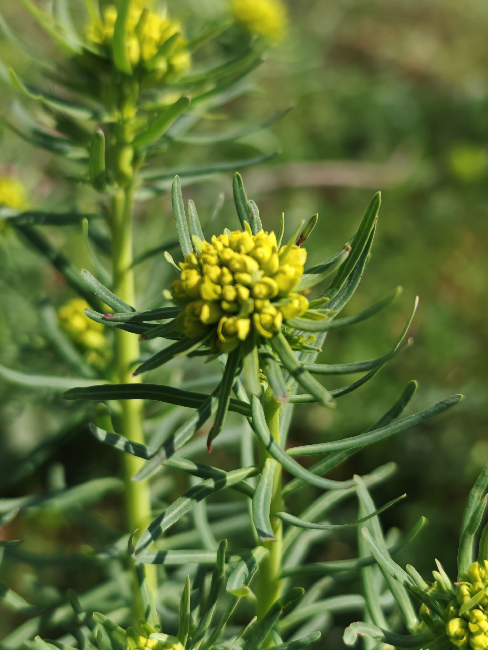 Euphorbe petit-cyprès