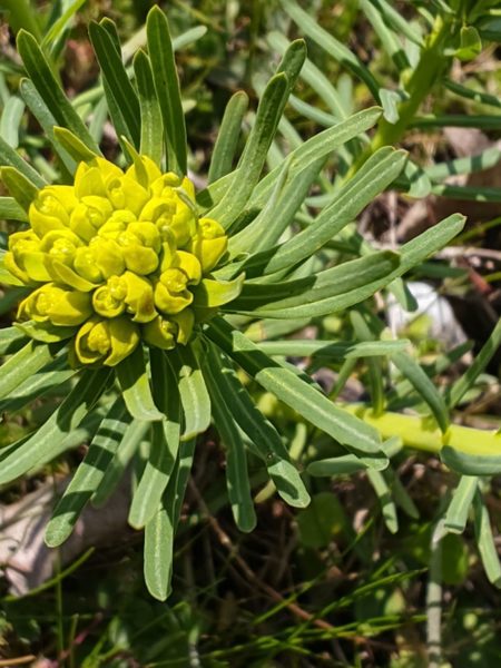 Euphorbe petit-cyprès