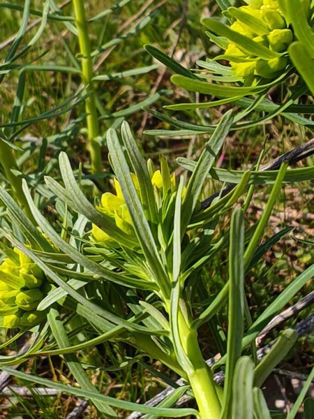 Euphorbe petit-cyprès