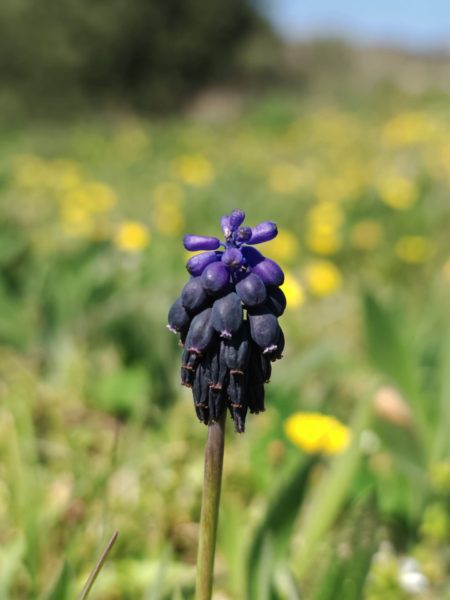 Muscari négligé