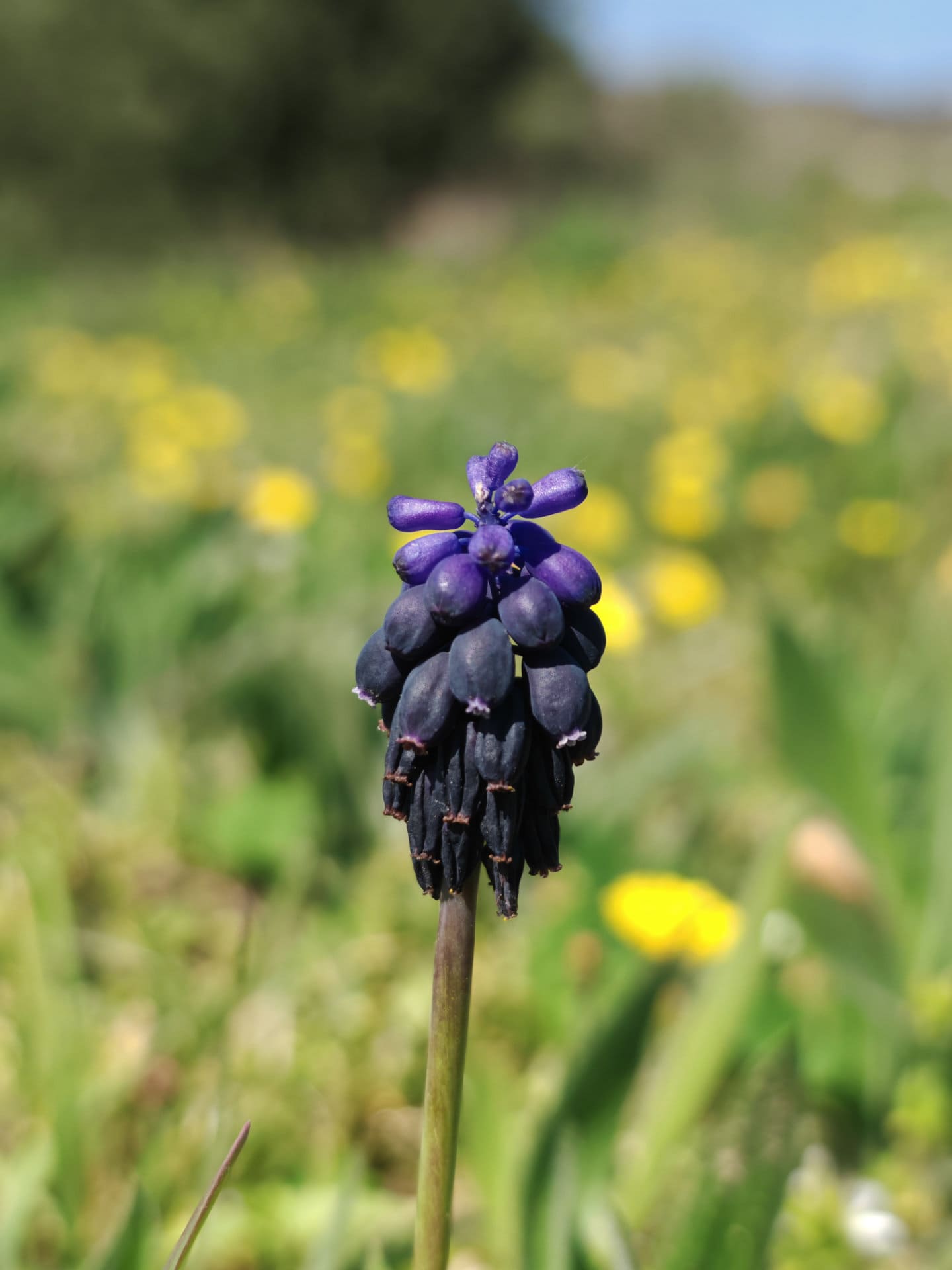 Muscari négligé