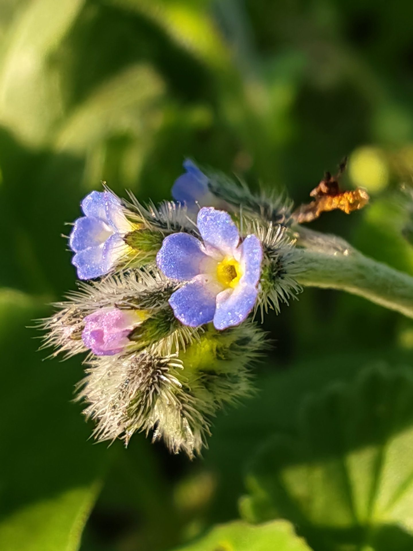 Myosotis hérissé