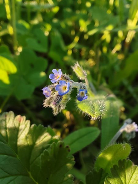 Myosotis hérissé
