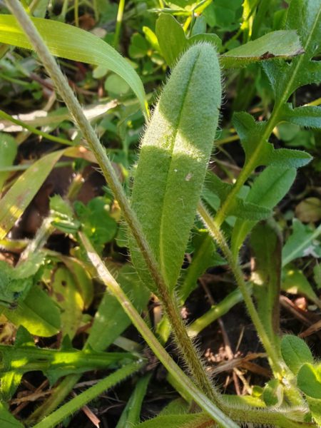 Myosotis hérissé