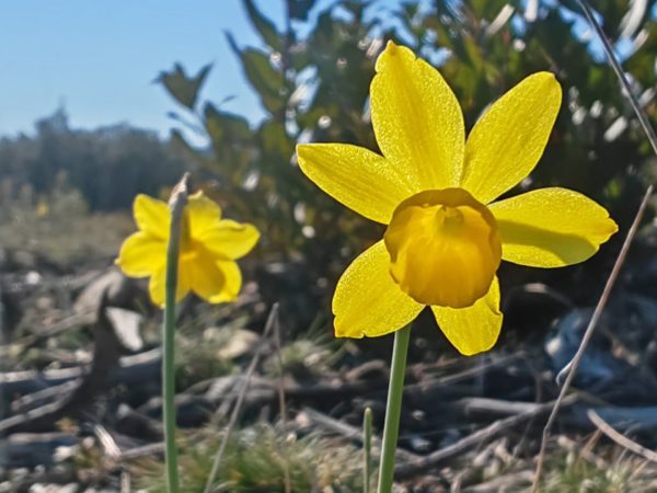 Narcisse d&rsquo;Asso