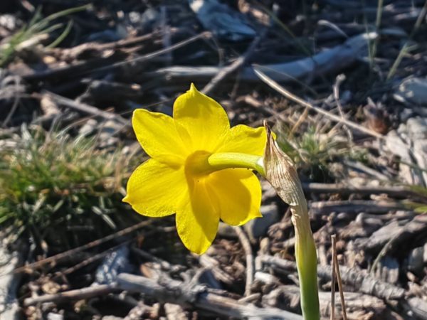 Narcisse d&rsquo;Asso