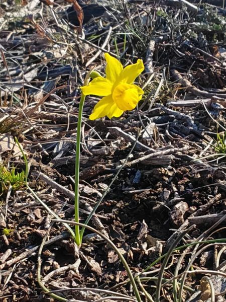 Narcisse d&rsquo;Asso