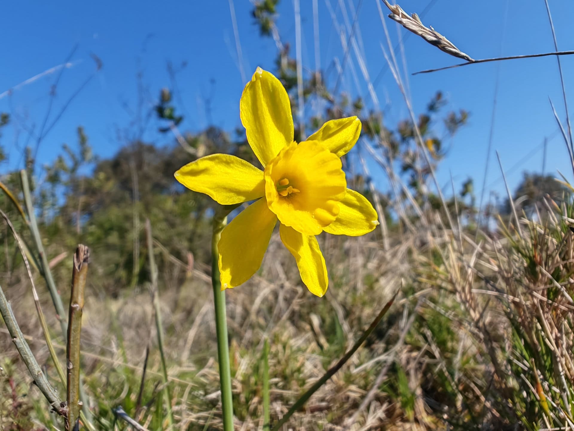 Narcisse d&rsquo;Asso