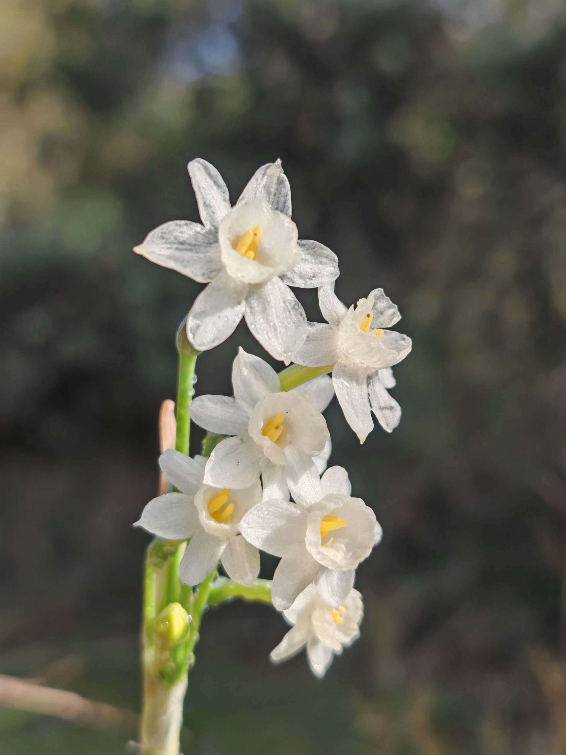 Narcisse douteux