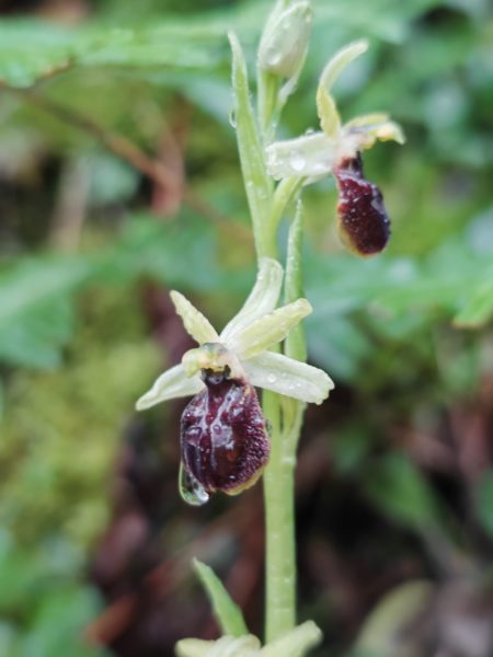 Ophrys araignée