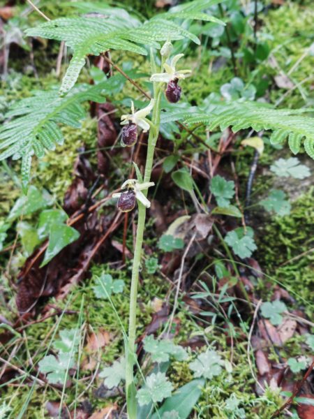 Ophrys araignée