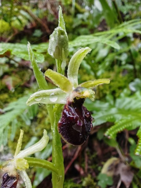 Ophrys araignée
