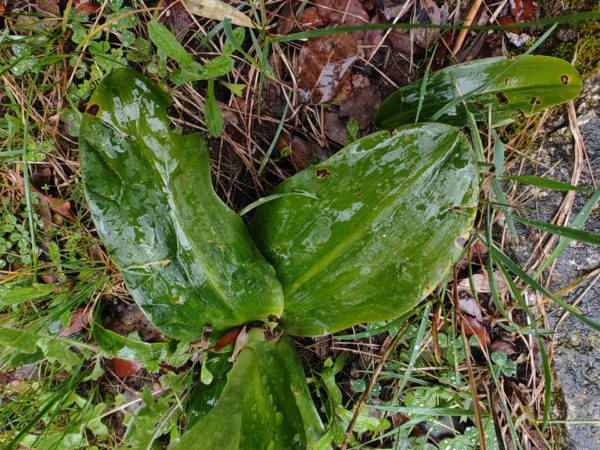 Orchis géant