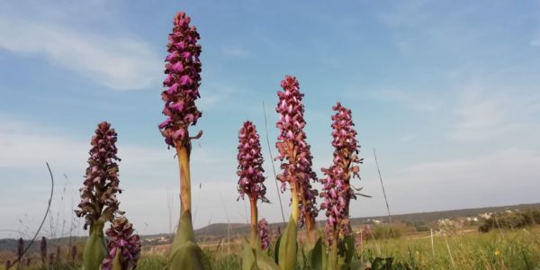 Orchis géant