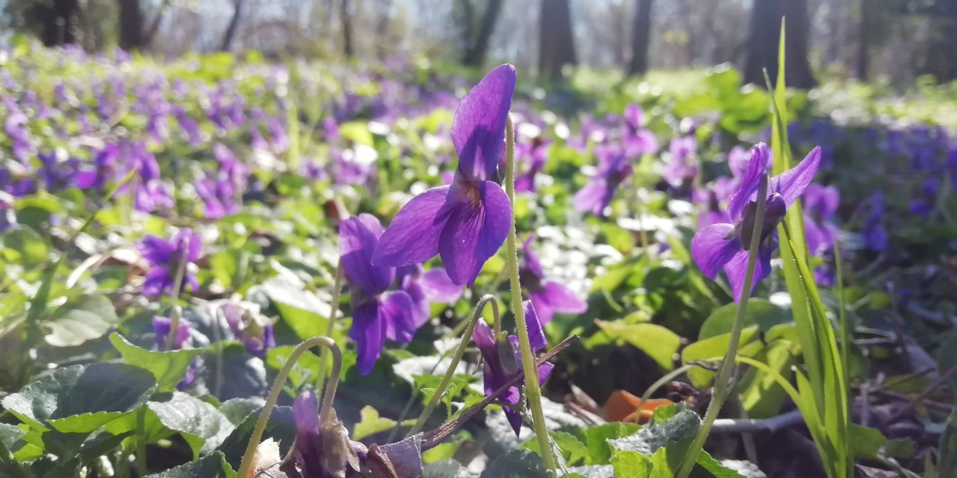 Violette odorante