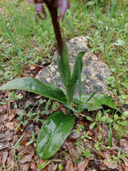 Orchis géant