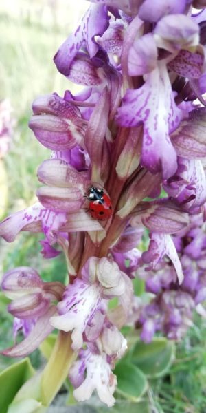Orchis géant