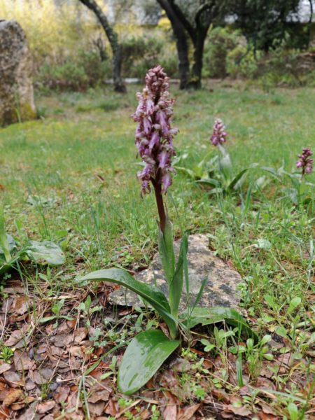 Orchis géant