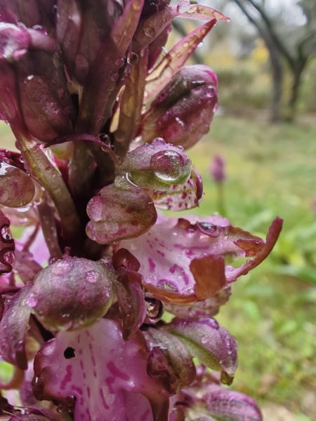 Orchis géant