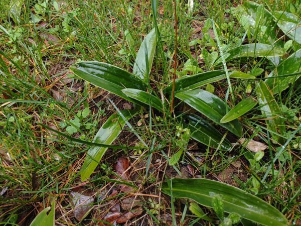 Orchis géant