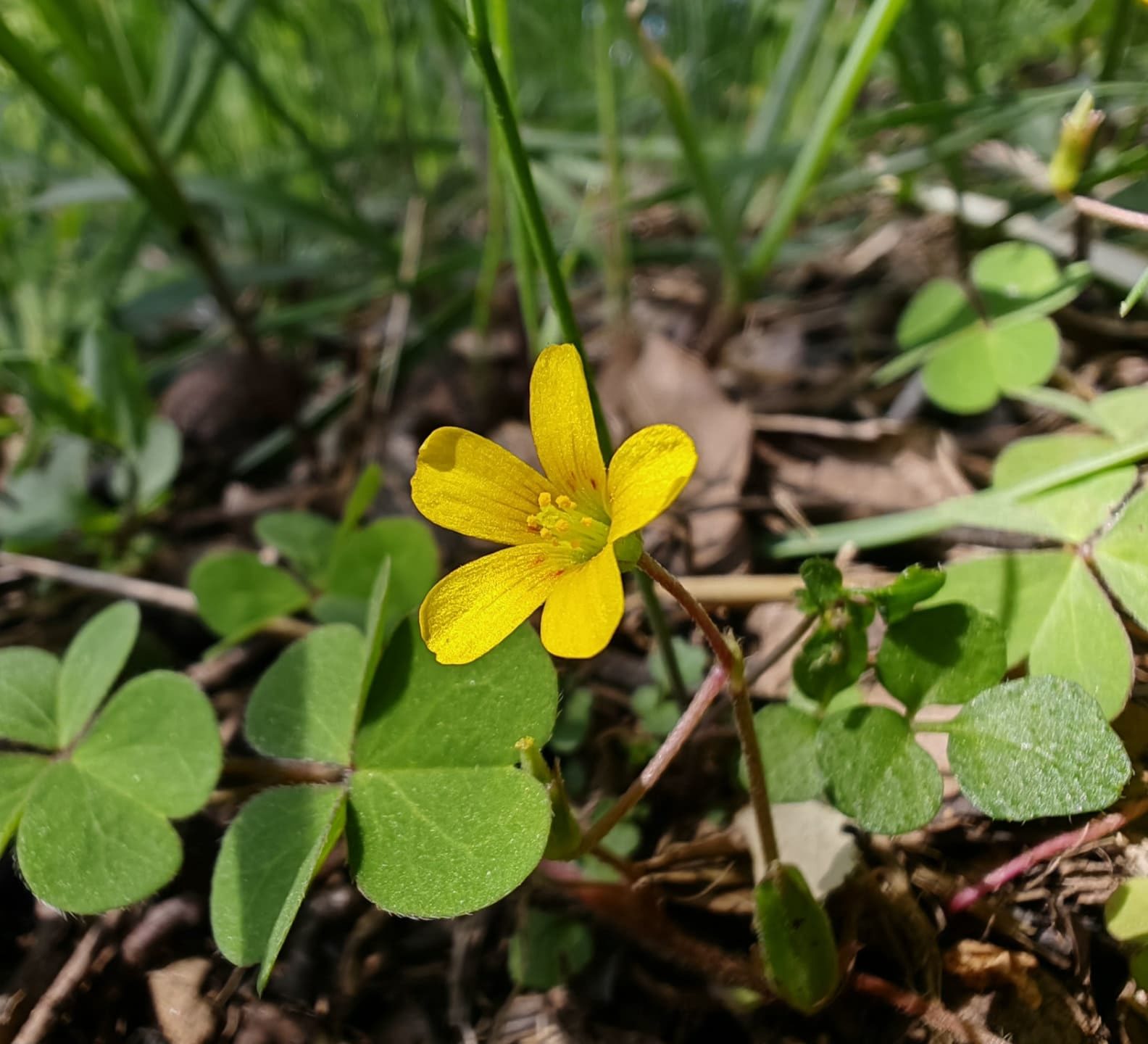 Oxalis corniculée