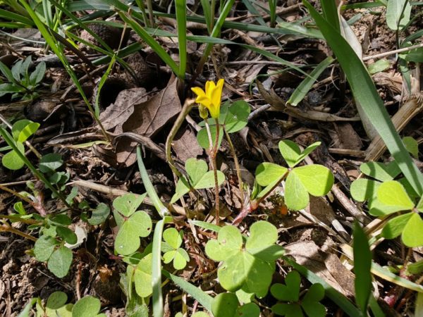 Oxalis corniculée