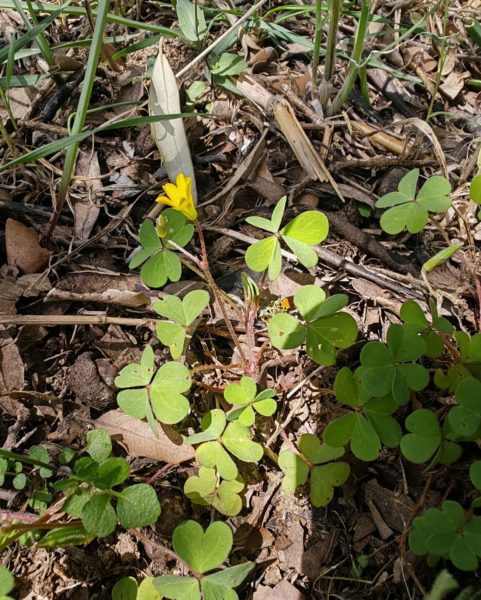 Oxalis corniculée