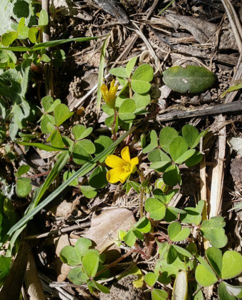 Oxalis corniculée