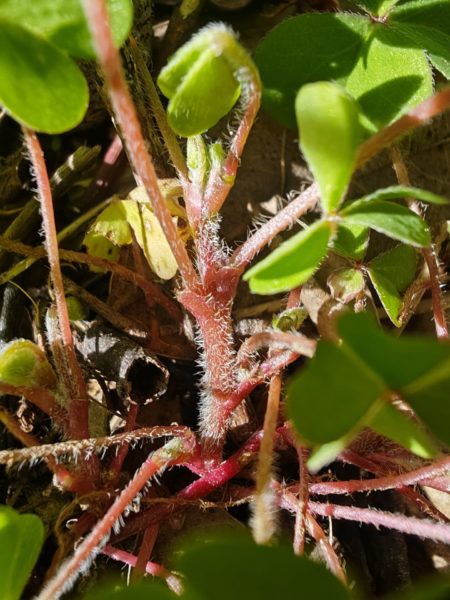 Oxalis corniculée