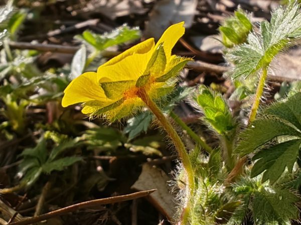 Potentille printanière